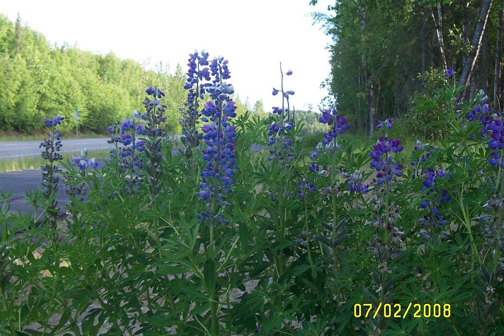 Grace And Bill'S Freedom Hills B&B Talkeetna Luaran gambar