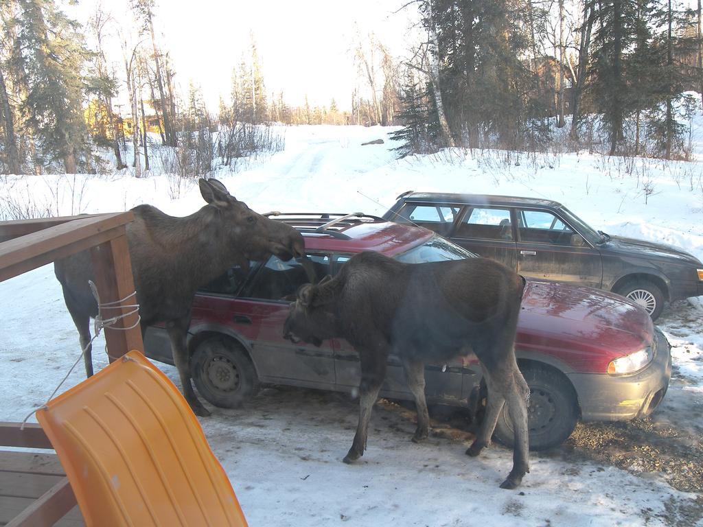 Grace And Bill'S Freedom Hills B&B Talkeetna Luaran gambar