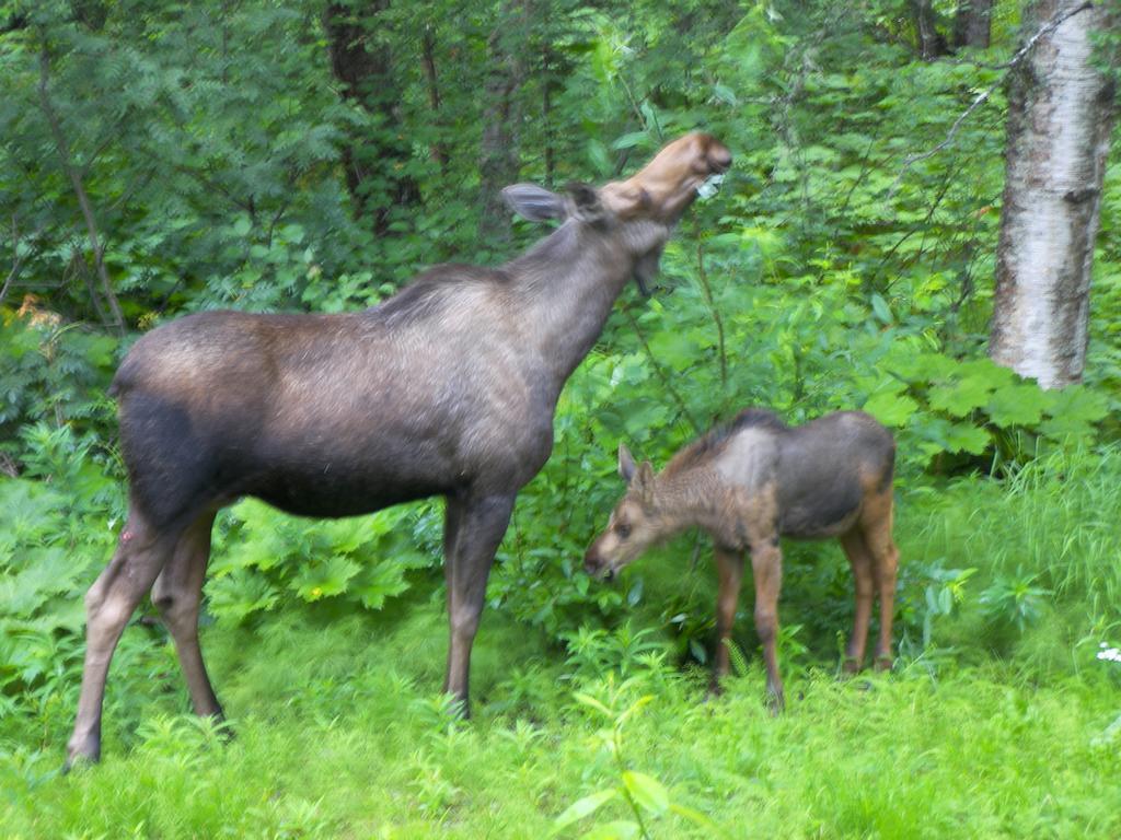 Grace And Bill'S Freedom Hills B&B Talkeetna Luaran gambar