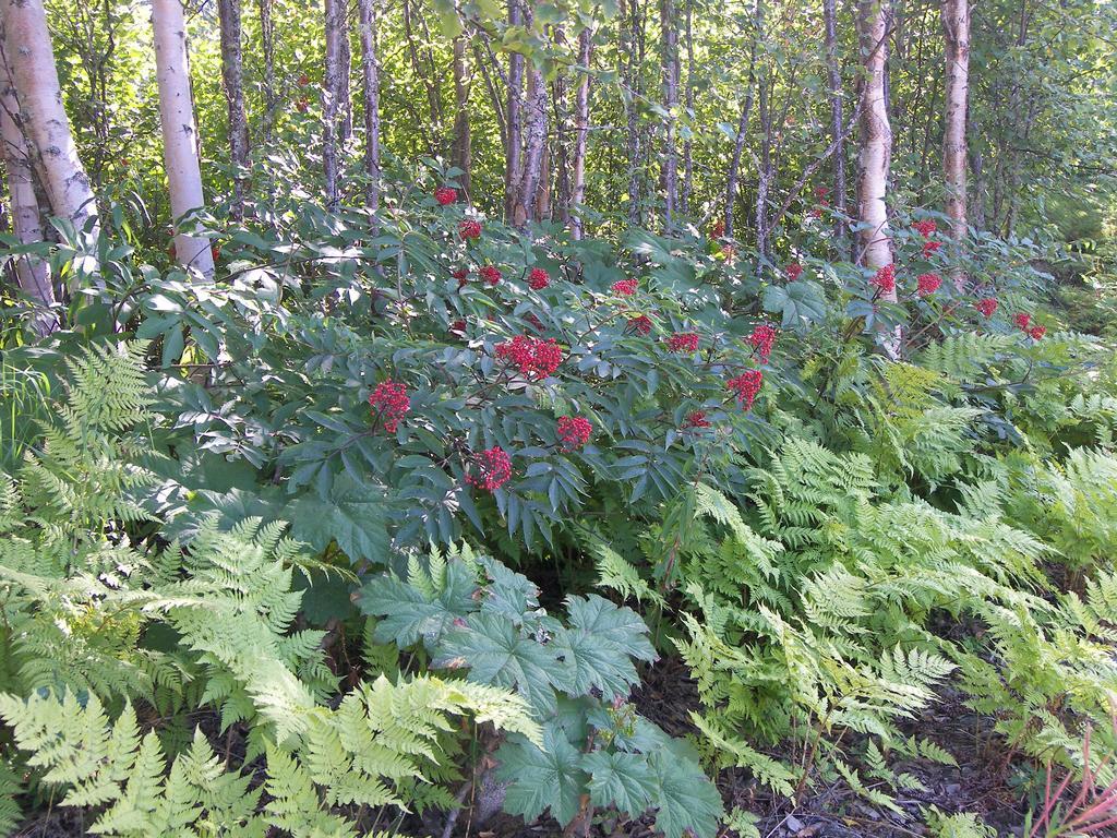 Grace And Bill'S Freedom Hills B&B Talkeetna Luaran gambar