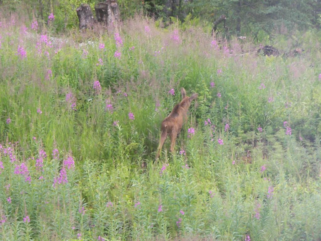 Grace And Bill'S Freedom Hills B&B Talkeetna Luaran gambar